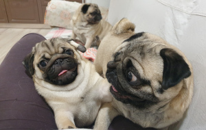 Photo №4. I will sell pug in the city of Izhevsk. breeder - price - 549$