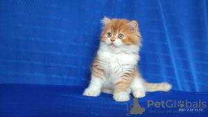 Photo №2 to announcement № 9307 for the sale of highland-straights - buy in Russian Federation breeder
