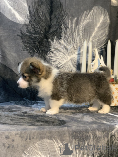 Photo №4. I will sell welsh corgi in the city of Glendale. private announcement - price - 3700$