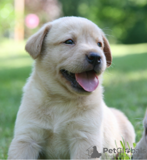 Photo №1. labrador retriever - for sale in the city of Stockholm | negotiated | Announcement № 96305
