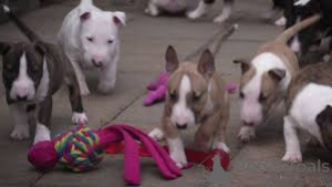 Photo №4. I will sell bull terrier in the city of Münster.  - price - negotiated