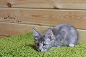 Additional photos: Maine Coon kitten girl