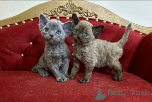 Photo №1. devon rex - for sale in the city of Barcelona | negotiated | Announcement № 161170