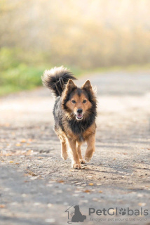 Photo №3. Long-haired handsome dog Thor in good hands. Russian Federation