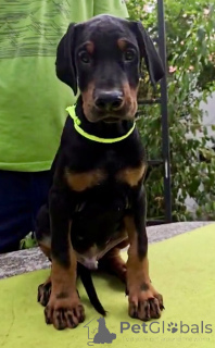 Photo №3. Doberman puppy Champion bloodline. Serbia