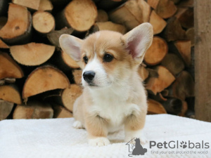 Photo №1. welsh corgi - for sale in the city of Sydney | negotiated | Announcement № 131244