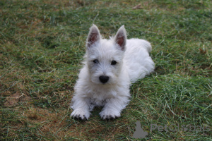Photo №1. west highland white terrier - for sale in the city of Daszewice | 1129$ | Announcement № 139141