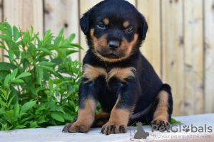 Photo №3. Rottweiler-Welpe zur Adoption. Germany