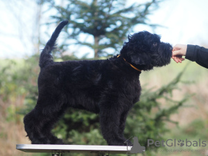 Photo №2 to announcement № 78120 for the sale of black russian terrier - buy in Poland breeder