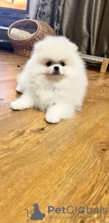 Photo №3. White male. Russian Federation