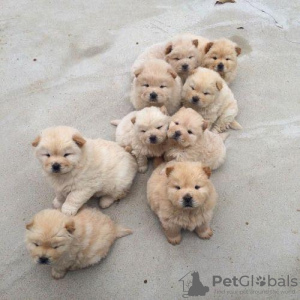 Photo №1. chow chow - for sale in the city of Антверпен | negotiated | Announcement № 123535