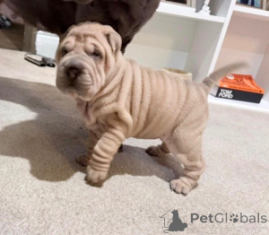 Photo №2 to announcement № 166922 for the sale of shar pei - buy in Germany private announcement