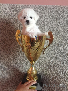 Photo №2 to announcement № 76416 for the sale of bichon frise - buy in Russian Federation private announcement
