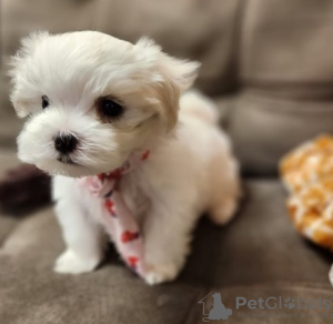 Photo №2 to announcement № 107545 for the sale of maltese dog - buy in Austria private announcement