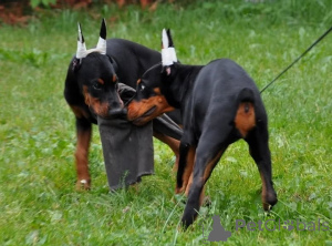 Photo №2 to announcement № 147979 for the sale of dobermann - buy in Sweden private announcement