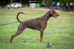 Additional photos: Dobermann Puppies FCI - top combination