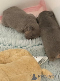 Photo №2 to announcement № 132791 for the sale of french bulldog - buy in Germany 