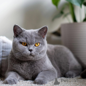 Photo №1. british shorthair - for sale in the city of Ramstein-Miesenbach | 578$ | Announcement № 166067