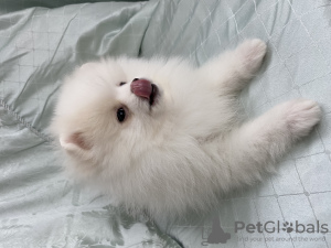 Photo №2 to announcement № 38796 for the sale of pomeranian - buy in Belarus 