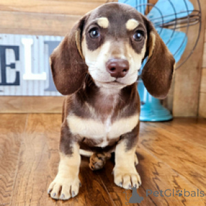 Photo №2 to announcement № 170893 for the sale of dachshund - buy in Germany private announcement