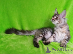 Photo №4. I will sell maine coon in the city of Barnaul. from nursery - price - negotiated