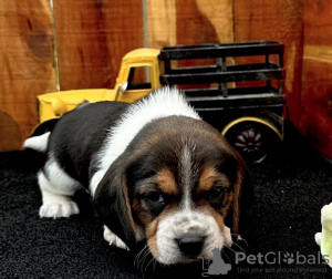 Photo №2 to announcement № 97187 for the sale of beagle - buy in Germany breeder