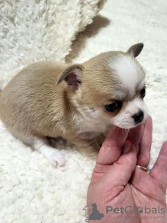 Additional photos: Chihuahua puppies