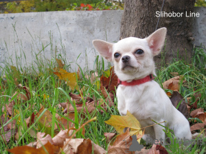 Photo №1. chihuahua - for sale in the city of Москва | negotiated | Announcement № 5524