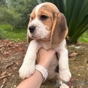 Additional photos: We have a litter of beautiful beagle puppies,