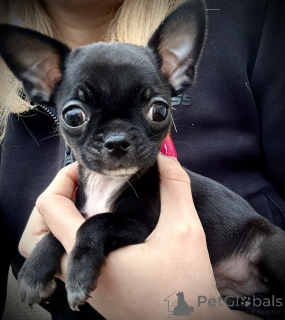 Photo №3. Chihuahua. Poland