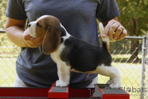 Additional photos: Beagle puppies for adoption