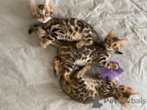 Photo №1. bengal cat - for sale in the city of Helsinki | 516$ | Announcement № 166334
