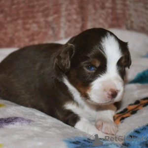 Photo №1. australian shepherd - for sale in the city of Sydney | Is free | Announcement № 123109