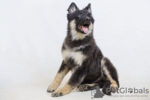 Photo №2 to announcement № 9239 for the sale of german shepherd - buy in Switzerland private announcement