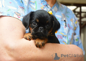 Photo №3. Belgian (Brussels) Griffon excellent puppies. Serbia