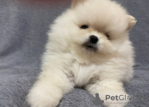 Photo №1. pomeranian - for sale in the city of Kiev | 1500$ | Announcement № 16051