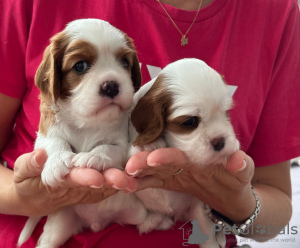 Photo №3. Cavalier King Charles Spaniel puppies for sale. Turkey