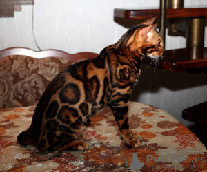 Additional photos: Mating with a Bengal cat