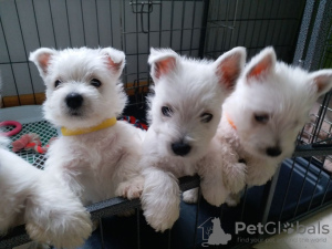 Photo №1. west highland white terrier - for sale in the city of Maine | negotiated | Announcement № 44311
