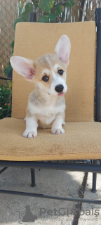 Photo №3. Pembroke Welsh Corgi puppies. Serbia