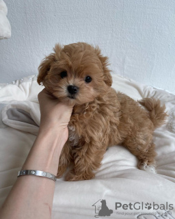 Additional photos: Gorgeous little Maltipoo puppies.