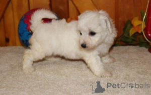 Photo №2 to announcement № 164844 for the sale of bichon frise - buy in Belgium private announcement, breeder