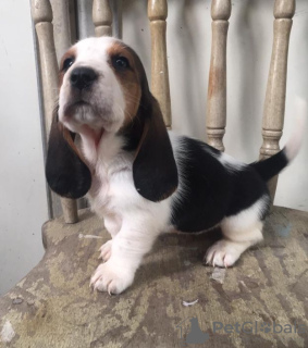 Photo №2 to announcement № 37537 for the sale of basset hound - buy in United States private announcement