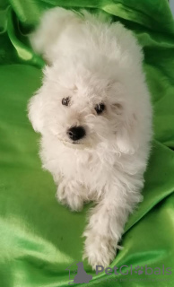 Photo №1. bichon frise - for sale in the city of Zrenjanin | negotiated | Announcement № 70835