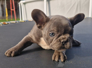 Photo №4. I will sell french bulldog in the city of Smolevichi. private announcement - price - 294$