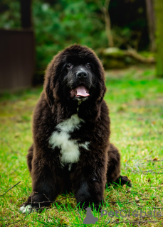 Photo №1. newfoundland dog - for sale in the city of Widawa | negotiated | Announcement № 41068