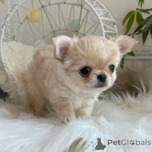 Photo №1. chihuahua - for sale in the city of Dresden | Is free | Announcement № 151222