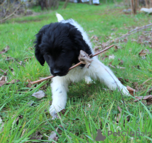 Additional photos: Stabyhoun