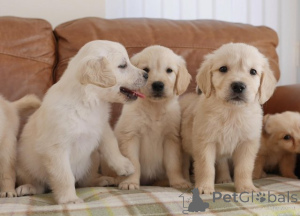 Photo №1. golden retriever - for sale in the city of Antwerp | Is free | Announcement № 154175