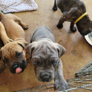 Photo №1. cane corso - for sale in the city of Vilnius | 1445$ | Announcement № 175423